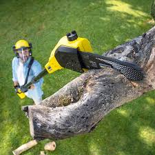 How Our Tree Care Process Works  in  August, CA