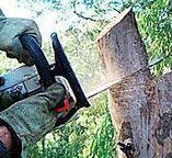 Best Tree Cabling and Bracing  in August, CA