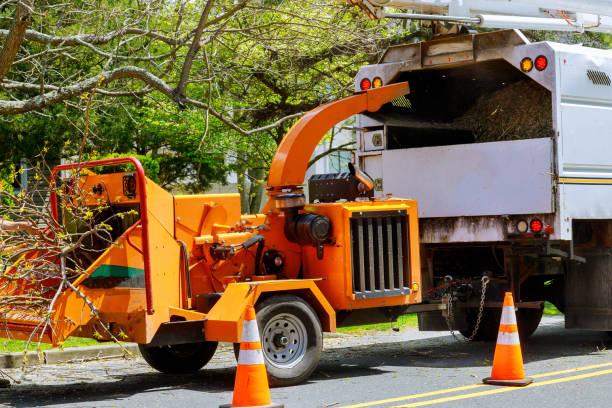 Best Emergency Tree Removal  in August, CA