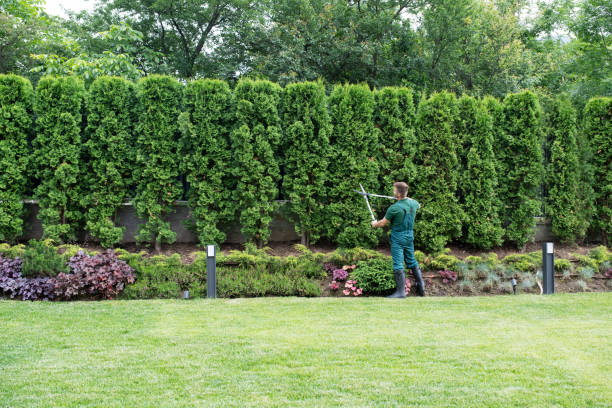 Best Arborist Consultation Services  in August, CA