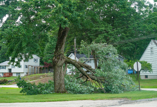 August, CA Tree Removal Pros