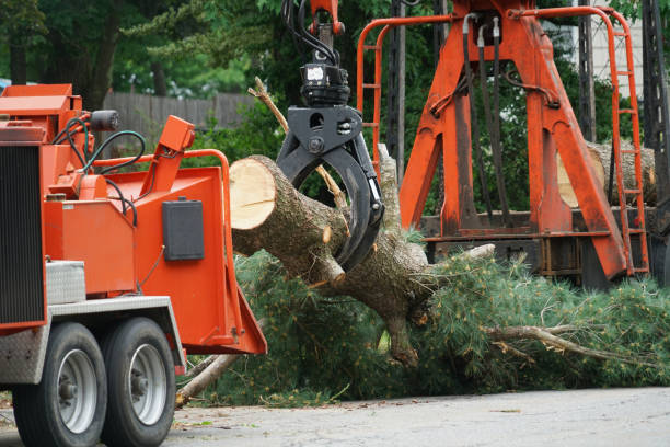 Professional Tree Removal in August, CA